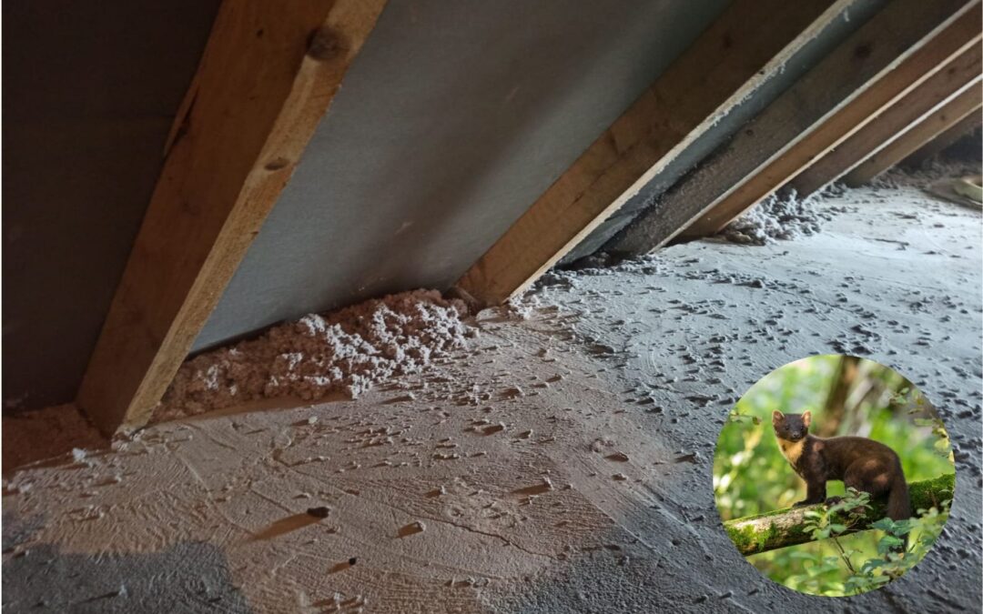 Naprawa dachu po kunie – wdmuchiwanie celulozy to skuteczne rozwiązanie!