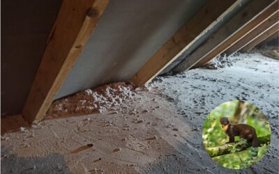 Naprawa dachu po kunie – wdmuchiwanie celulozy to skuteczne rozwiązanie!