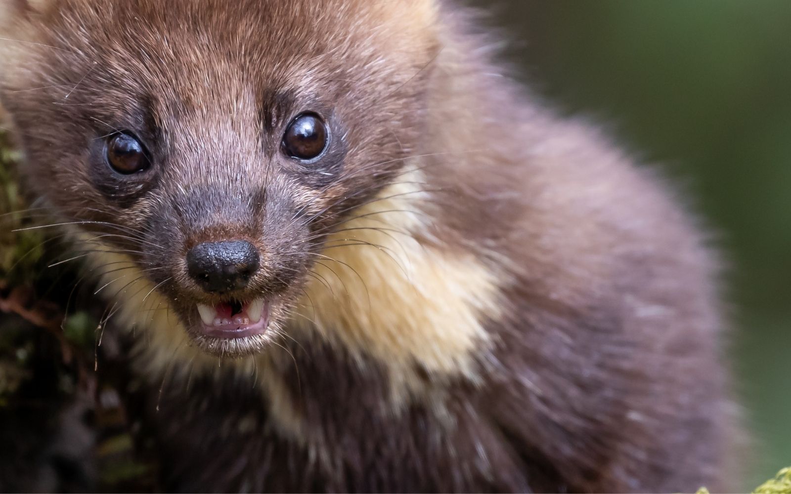 Ocieplanie metodą wdmuchiwania celulozy