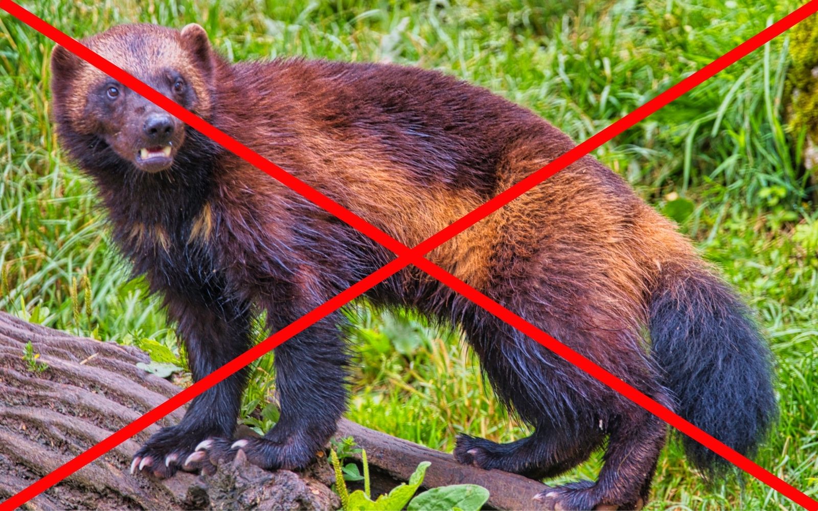 Wdmuchiwanie celulozy