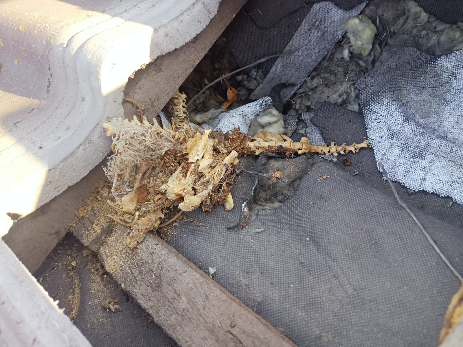 Ceny ocieplenia celulozą 2025