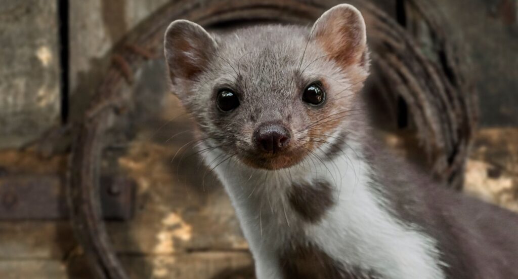 kuna