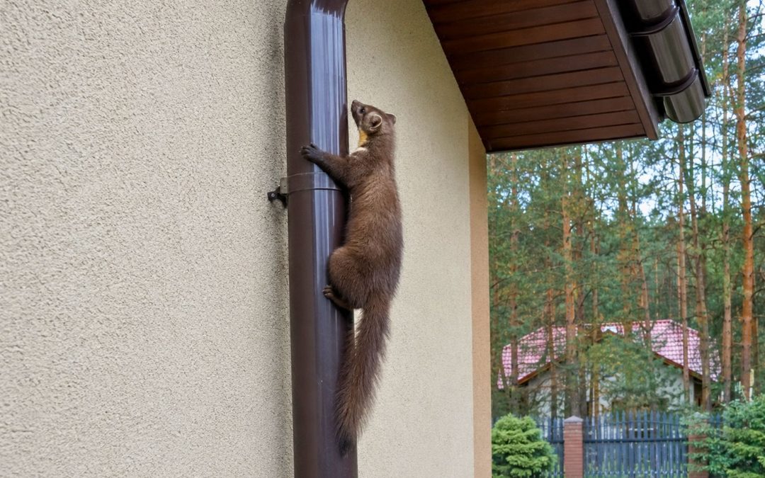 Jak kuna wchodzi po rynnie i elewacji na dach domu?