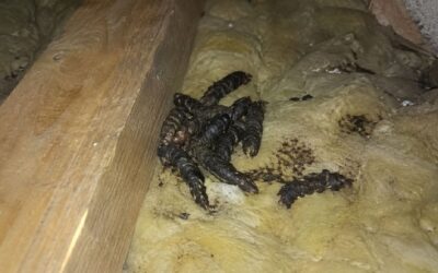 Odchody kuny – jak wyglądają, gdzie ich szukać i czy oznaczają szkody w dachu?